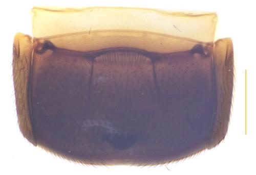 Brachygluta helferi